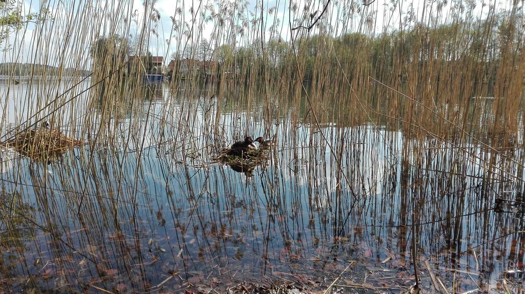 Stara Kamienica Centrum مارونجوفو المظهر الخارجي الصورة